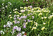 IRIS BUTTER AND SUGAR WITH HESPERIS MATRONALIS LATE SPRING AT WOLLERTON OLD HALL