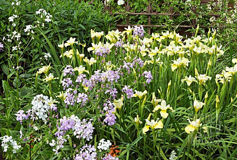 IRIS_BUTTER_AND_SUGAR_WITH_HESPERIS_MATRONALIS_LATE_SPRING_AT_WOLLERTON_OLD_HALL