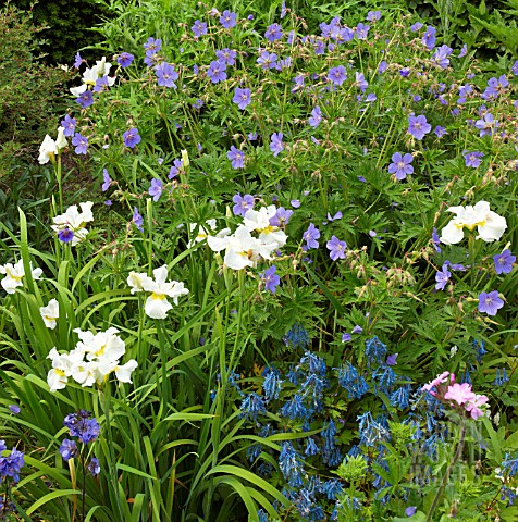 PERENNIALS_IN_LATE_SPRING_GERANIUM_JOHNSONS_BLUE_AND_IRIS_DREAMING_YELLOW_AT_WOLLERTON_OLD_HALL