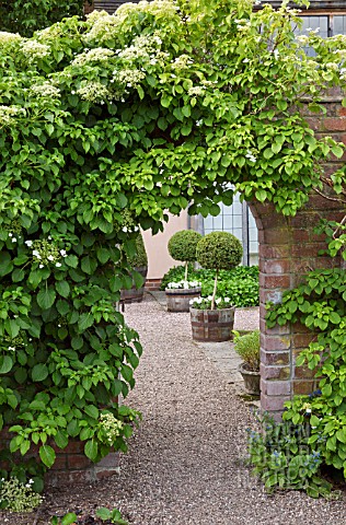 HYDRANGEA_PETIOLARIS_DRAPES_OVER_ARCHED_WALL_AT_WOLLERTON_OLD_HALL