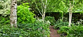SILVER BIRCH FORMS THE CANOPY OF THE SHADE GARDEN ROOM, AT WOLLERTON OLD HALL