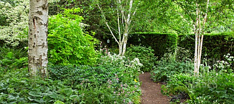 SILVER_BIRCH_FORMS_THE_CANOPY_OF_THE_SHADE_GARDEN_ROOM_AT_WOLLERTON_OLD_HALL