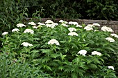 ACHILLEA GRANDIFOLIA