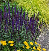 BUPHTHALMUM SALICIFOLIUM, SALVIA NEMOROSA CARADONNA