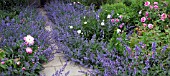 GARDEN PATH FLANKED BY NEPETA SIX HILLS GIANT AND PINK ROSES AT WOLLERTON OLD HALL