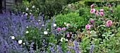 GARDEN PATH FLANKED BY NEPETA SIX HILLS GIANT AND PINK ROSES AT WOLLERTON OLD HALL