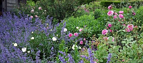 GARDEN_PATH_FLANKED_BY_NEPETA_SIX_HILLS_GIANT_AND_PINK_ROSES_AT_WOLLERTON_OLD_HALL