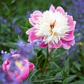 PAEONIA BOWL OF BEAUTY