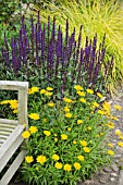 BUPHTHALMUM SALICIFOLIUM AND SALVIA NEMOROSA CARADONNA AT WOLLERTON OLD HALL