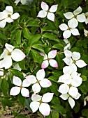 CORNUS KOUSA CHINENSIS