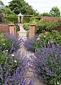 GARDEN PATH FLANKED BY NEPETA SIX HILLS GIANT AT WOLLERTON OLD HALL