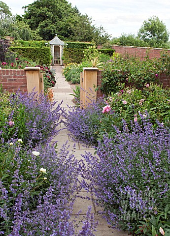 GARDEN_PATH_FLANKED_BY_NEPETA_SIX_HILLS_GIANT_AT_WOLLERTON_OLD_HALL