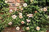 BRICK WALL WITH CLIMBING ROSE PHYLLIS BIDE AT WOLLERTON OLD HALL