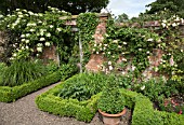 BRICK WALL WITH CLIMBING ROSE PHYLLIS BIDE AND HYDRANGEA ANOMOLA PETIOLARIS AT WOLLERTON OLD HALL