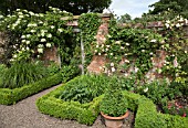 BRICK WALL WITH CLIMBING ROSE PHYLLIS BIDE AND HYDRANGEA ANOMOLA PETIOLARIS AT WOLLERTON OLD HALL