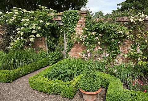 BRICK_WALL_WITH_CLIMBING_ROSE_PHYLLIS_BIDE_AND_HYDRANGEA_ANOMOLA_PETIOLARIS_AT_WOLLERTON_OLD_HALL