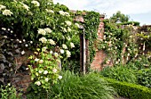 BRICK WALL WITH CLIMBING ROSE PHYLLIS BIDE AND HYDRANGEA ANOMOLA PETIOLARIS AT WOLLERTON OLD HALL