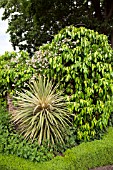 HEDERA COLCHICA SULPHUR HEART ON WALL, WITH CORDYLINE AUSTRALIS TORBAY DAZZLER AT WOLLERTON OLD HALL