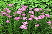 ACHILLEA MILLEFOLIUM APPLE BLOSSOM