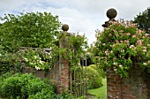 LONICERA PERICLYMENUM SEROTINA AT WOLLERTON OLD HALL IN SUMMER