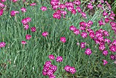 DIANTHUS SPANGLED STAR