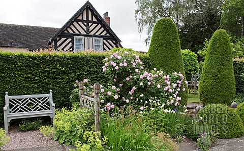 ROSA_FANTINLATOUR_IN_THE_RILL_GARDEN_AT_WOLLERTON_OLD_HALL