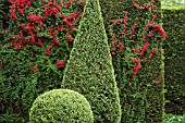 TROPAEOLUM SPECIOSUM HOSTED BY CLIPPED YEW HEDGE AT WOLLERTON OLD HALL IN JUNE