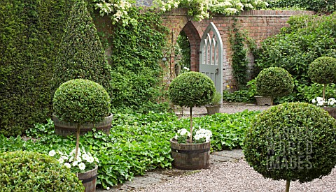 STANDARD_BOX_WITH_PETUNIA_SURFINIA_AT_WOLLERTON_OLD_HALL