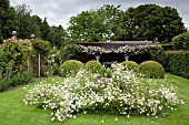 LOGGIA WITH RAMBLING ROSE FRANCIS E. LESTER BOX PUDDINGS AND LEUCANTHEMUM VULGARE AT WOLLERTON OLD HALL