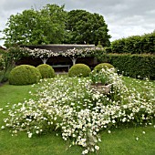 LOGGIA WITH RAMBLING ROSE FRANCIS E. LESTER BOX PUDDINGS AND LEUCANTHEMUM VULGARE AT WOLLERTON OLD HALL