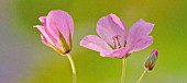 GERANIUM CLARKEI KASHMIR PINK