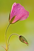 GERANIUM CLARKEI KASHMIR PINK