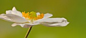 ANEMONE MULTIFIDA ANNABELLA WHITE