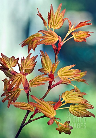 Acer_Shirasawanum_Jordan