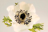 ANEMONE CORONARIA