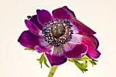 ANEMONE CORONARIA