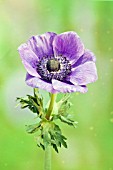 ANEMONE CORONARIA