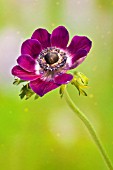 ANEMONE CORONARIA