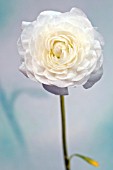 RANUNCULUS WHITE DOUBLE FLOWER