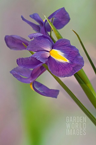 IRIS_XIPHIUM_SPANISH_IRIS