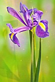 IRIS XIPHIUM (SPANISH IRIS)