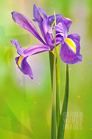 IRIS_XIPHIUM_SPANISH_IRIS