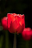 TULIPA RED IMPRESSION