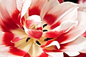 TULIPA DETAIL