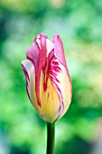 TULIPA