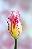 TULIPA