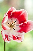 TULIPA