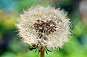 TARAXACUM OFFICINALE