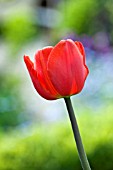 TULIPA RED IMPRESSION