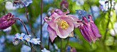 AQUILEGIA VULGARIS